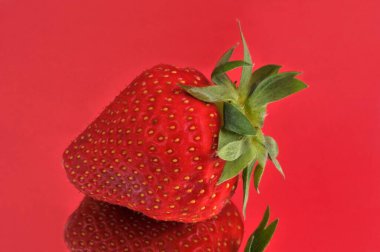 Plougastel strawberry close-up on red background clipart