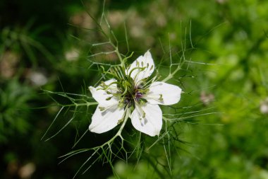 Nigella damask çiçeği ilkbaharda yakın planda 