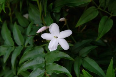 İlkbaharda Jasmine çiçeği. Yakın plan.