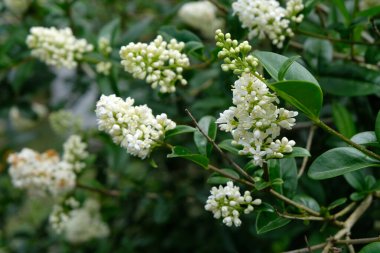 Baharda yakın plan Privet çiçekleri