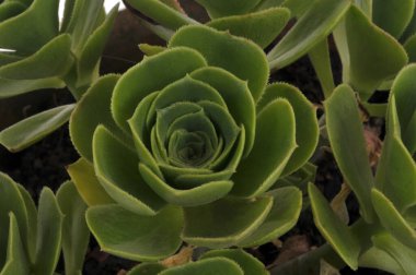 Aeonium arkaplandaki ağaç üst görüntüsünde yakın plan