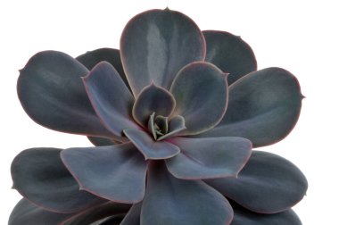 Beyaz arkaplanda Echeveria Laui yakın plan 