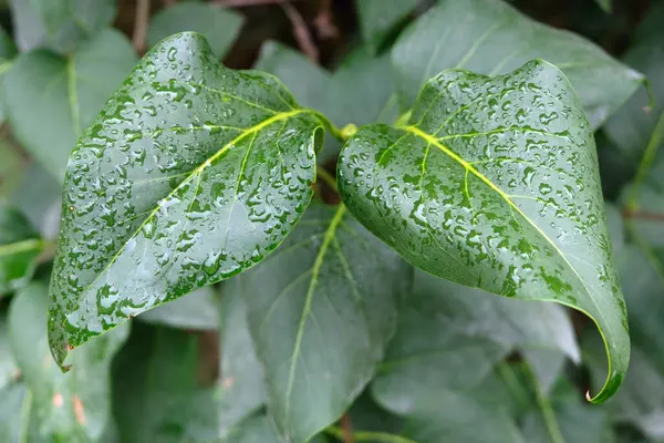 Arka plandaki leylak yapraklarına çiy damlaları düşer.