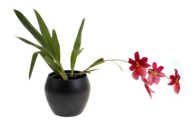 Beyaz arkaplanda izole edilmiş Miltoniopsis in pot
