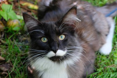 Bahçedeki Norveç kedisinin portresi