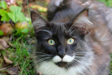 Bahçedeki Norveç kedisinin portresi