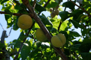 Yazın bir ağacın dallarında yeşillikler