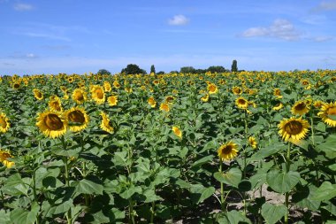 Yaz aylarında çiçek açan ayçiçeği tarlası