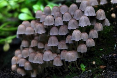 Coprinellus, Brittany 'de bir bahçede yayılıyor.