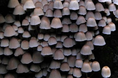 Coprinellus, Brittany 'de bir bahçede yayılıyor.