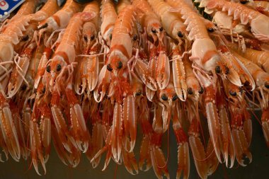 Fresh langoustines on a fishmonger's stall closeup on background clipart