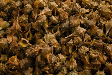 Cadiz 'de bir balıkçı tezgahında dikenli murex.