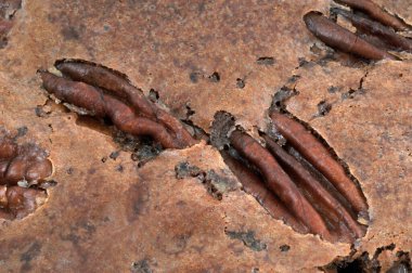 Arka planda yakın plan fındıklı kek.