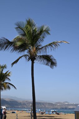 Las Palmas de Gran Canaria 'da turistleri ve palmiye ağaçları olan Las Canteras plajı.