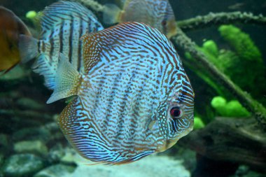 Las Palmas de Gran Canaria 'daki Poema del Mar Akvaryumunda Discus Heckel Cross