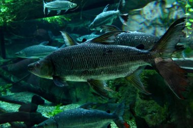 Brycon işareti Las Palmas de Gran Canaria 'daki Poema del Mar akvaryumunda