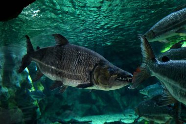 Brycon işareti Las Palmas de Gran Canaria 'daki Poema del Mar akvaryumunda