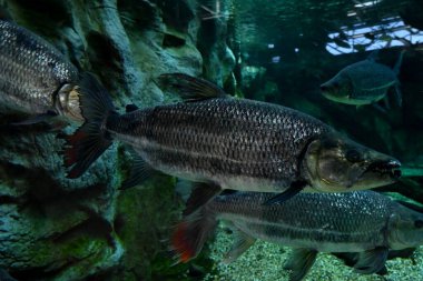 Brycon işareti Las Palmas de Gran Canaria 'daki Poema del Mar akvaryumunda