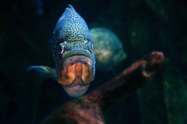 Las Palmas de Gran Kanarya 'daki Poema del Mar akvaryumundan Cichlasoma carpinte