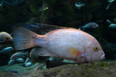 Las Palmas de Gran Canaria 'daki Poema del Mar akvaryumundan Vieja melanurus