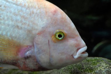 Las Palmas de Gran Canaria 'daki Poema del Mar akvaryumundan Vija melanurus' un başkanı.