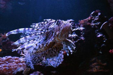 Las Palmas de Gran Canaria 'daki Poema del Mar Akvaryumunda aslan balığı