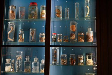 Lizbon Ulusal Doğal Tarih ve Bilim Müzesi Odası 