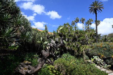 Lizbon Botanik Bahçesi 'nde tropik bitki örtüsü 