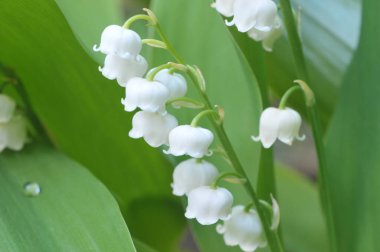 Bahçeye yakın vadideki zambak tomurcukları