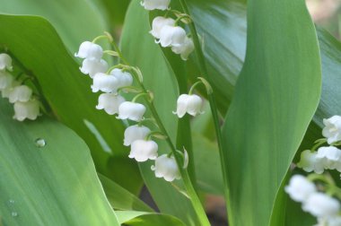 Bahçeye yakın vadideki zambak tomurcukları