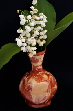 Vadi Zambağı, siyah arka planda izole edilmiş vazoda dalgalanıyor.