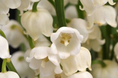 Zambak vadisinin çanları, yakın plan, Clochettes de muguet en gros planı.