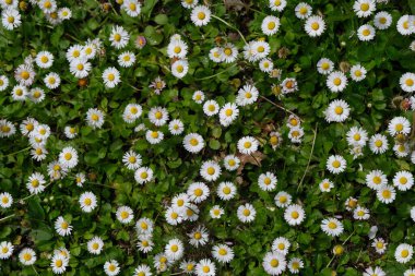 Arka planda baharda bir tarlada papatyalar
