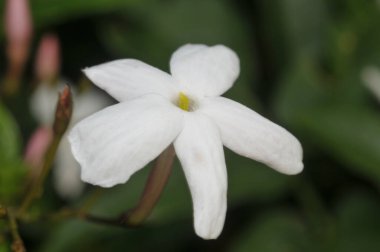 İlliryalı gladiolus çiçekleri baharda yakınlaşır. 