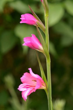 İlliryalı gladiolus çiçekleri baharda yakınlaşır. 