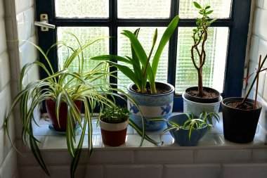 Pencere kenarında saksı bitkileri
