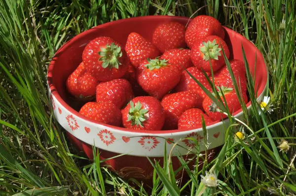 Bir kase olgun Fransız gariguette çileği çimenlerin üzerinde duruyor.