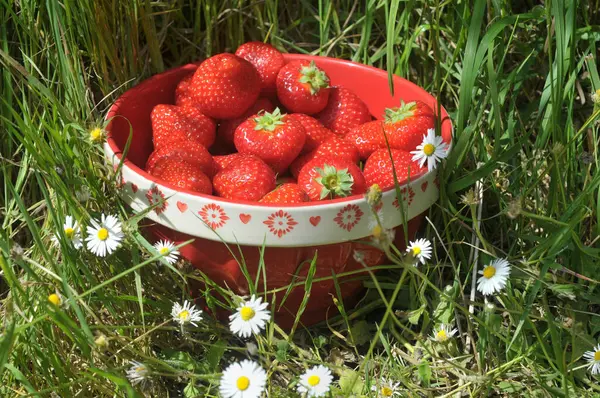 Bir kase olgun Fransız gariguette çileği çimlerin üzerine konmuş, etrafı papatyalarla çevrili.