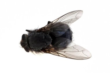 Beyaz arkaplanda izole edilmiş üst yakın görüntüyü uç