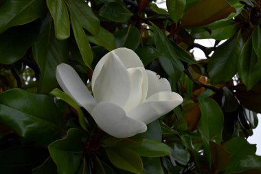 Yeşil yapraklı Magnolia görkemli çiçekleri.