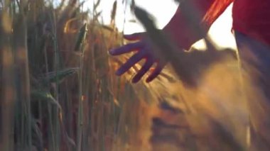 Kalın otların arasında çayırda yürüyen bir kadın. Gün batımında çimenlerin tepesine yavaşça dokunur. Hasat, doğa, tarım ve refah kavramı..