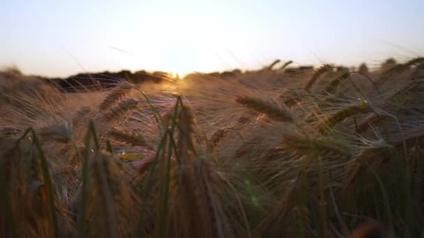 Yazın Büyük Buğday Hasadı Çevre Dostu Tahıl Gün Batımında Yaz — Stok video