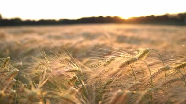 Yazın Büyük Buğday Hasadı Çevre Dostu Tahıl Gün Batımında Yaz — Stok video