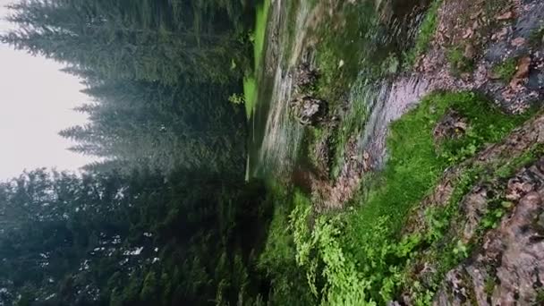 Krásný Letní Les Různými Stromy Řekou — Stock video