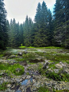 Farklı ağaçlar ve nehirlerle güzel bir yaz ormanı.