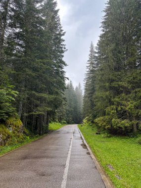 Güzel bir yaz ormanı, farklı ağaçlar ve yollar.