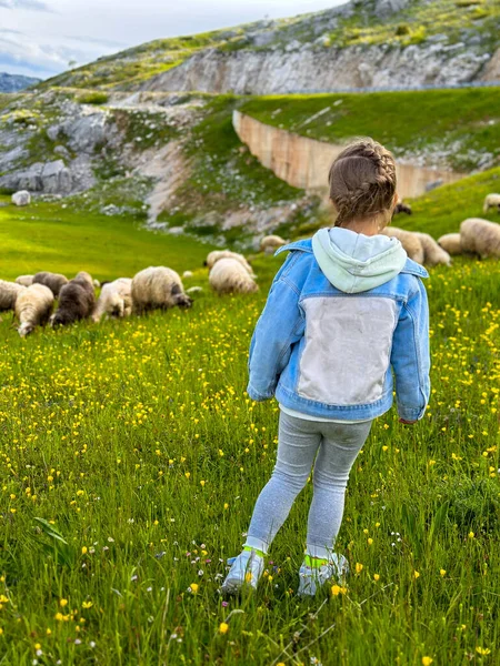 Petite Fille Marche Dans Prairie Avec Troupeau Moutons Image En Vente