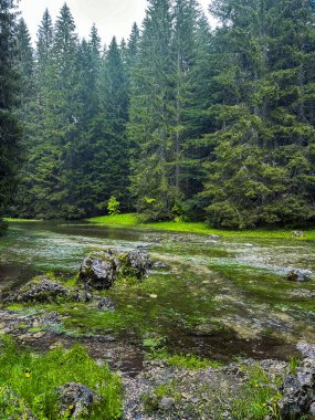 Farklı ağaçlar ve nehirlerle güzel bir yaz ormanı.