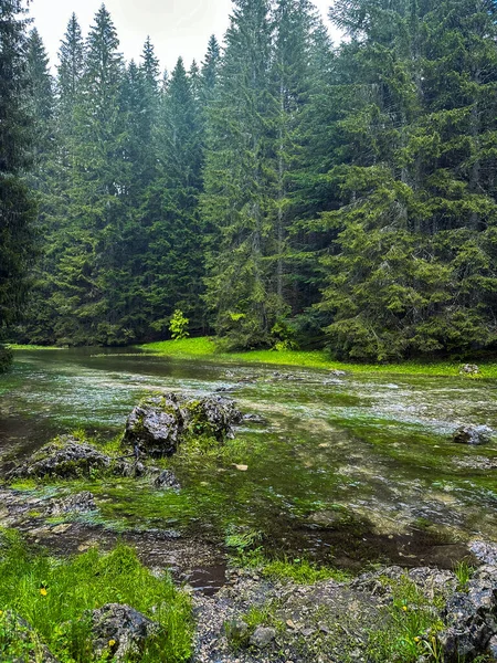 Farklı ağaçlar ve nehirlerle güzel bir yaz ormanı.