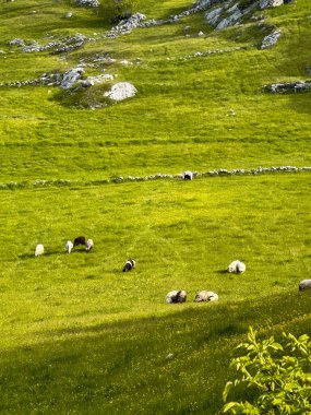 Dağlarda güzel bir yaz günü manzarası, yeşil çayırlar, dağ yamaçları ve tepeler.